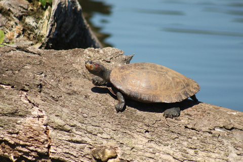 Da Cusco: 5 giorni di esplorazione e connessione nella Zona Riservata del ManuDa Cusco: 5 giorni di esplorazione e connessione nella Zona Riservata di Manu