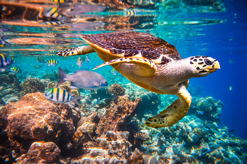 Snorkeling with Sea Turtle, Clear Kayak, Kendwa Sunset Beach