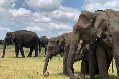 Från Ella: Yala Safari &amp; avlämning vid: ArugambayYala nationalpark: Morgon- eller eftermiddagssafari