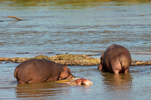 De Durban: Meio dia de cruzeiro de barco com hipopótamo e crocodilo em Isimangaliso