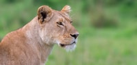 3 jours Masai Mara rejoindre Safari - Hizvo