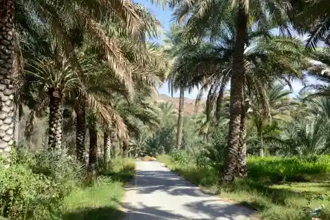 Z Maskatu: 2-dniowa wycieczka do Nizwy i Jebel Akhdar