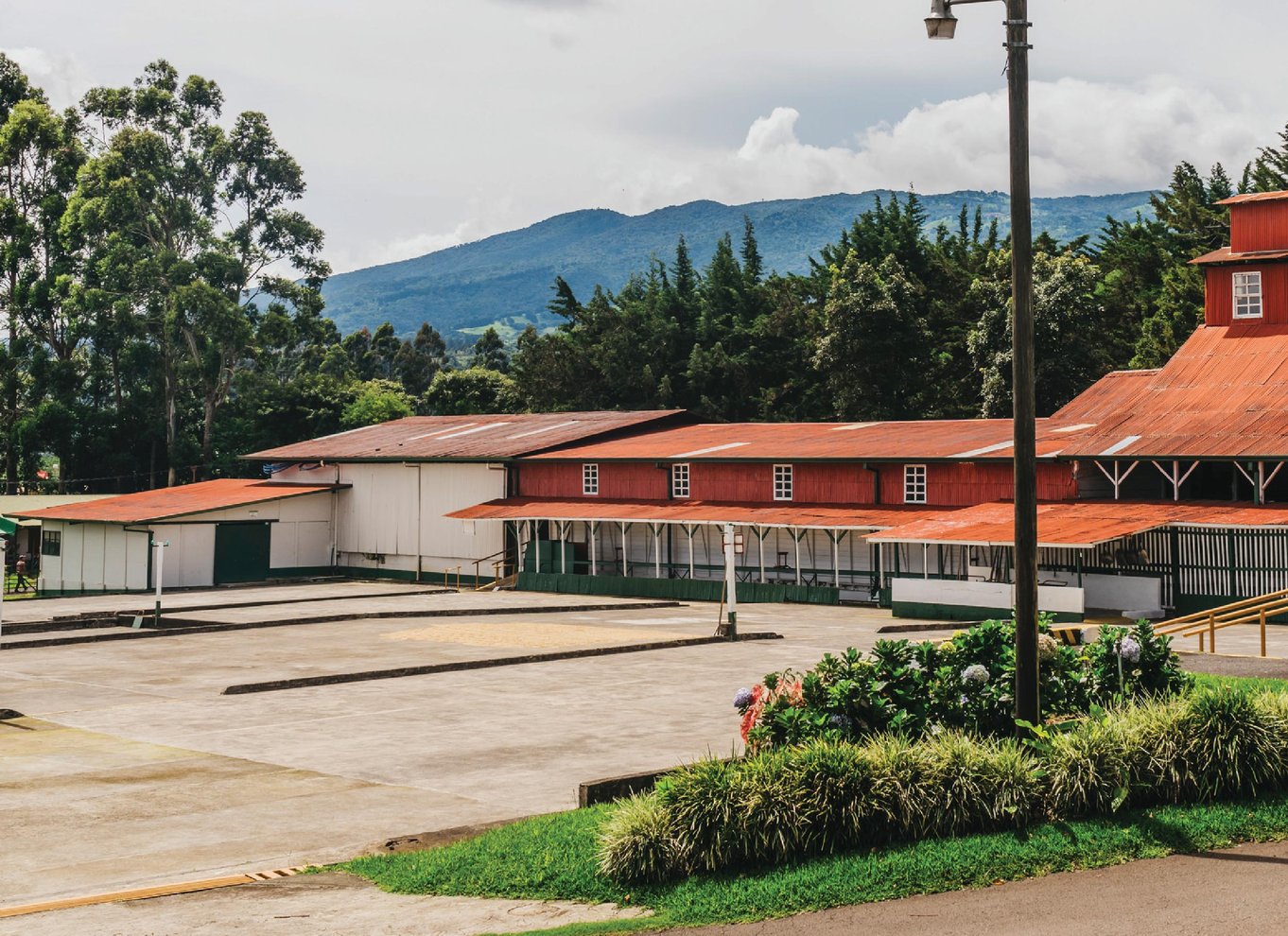 Alajuela: Guidet tur til kaffeplantage med smagning