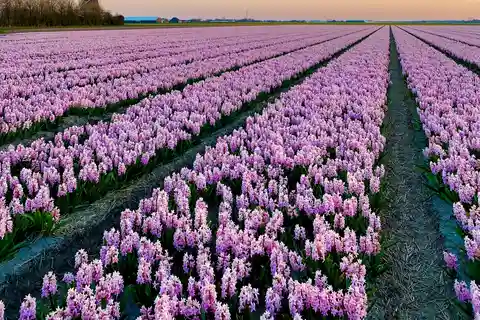 De Amesterdão: Excursão de um dia às flores com almoço e moinho de vento
