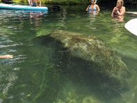 Fast and More 60 minute Airboat Tour on the Homosassa River - Housity