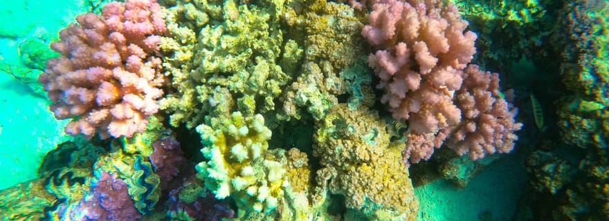 Bora Bora : 1/2 journée de découverte des coraux - Circuit partagé