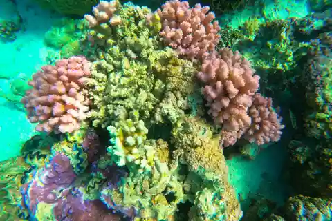 Bora Bora: 1/2 day Coral Discovery tour - Shared tour