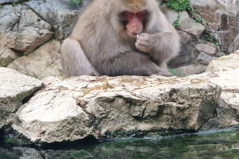 Nagano full day private tour with English speaking driver