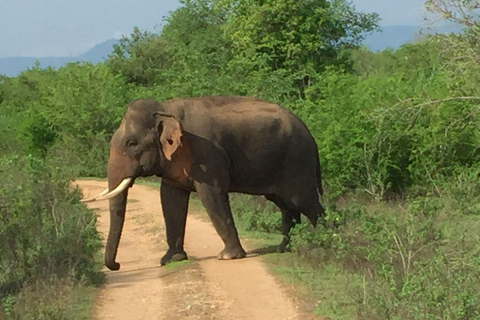 Minneriya National Park Safari mit Jeep &amp; Eintrittskarte