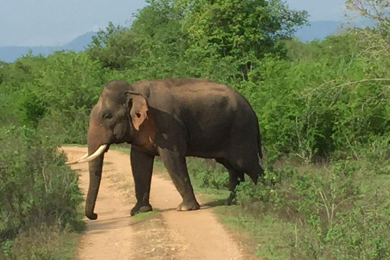 Safari dans le parc national de Minneriya avec jeep et billet d&#039;entrée