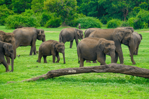 Minneriya: Sunset Elephant Safari Tour and Wildlife Sights