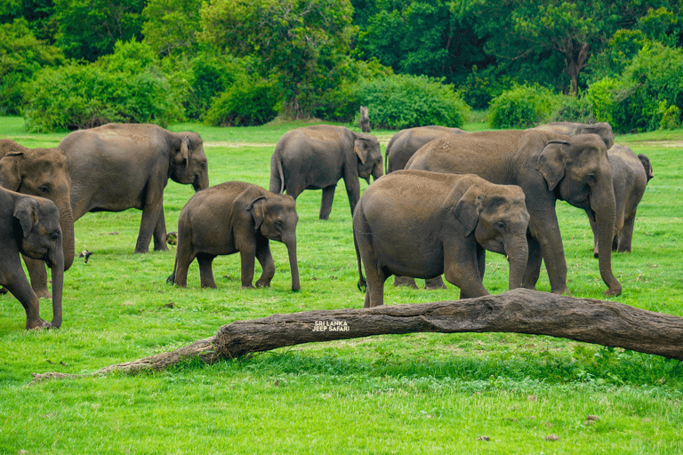 Minneriya: Sunset Elephant Safari Tour and Wildlife Sights