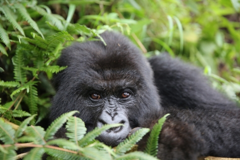 Excursión de 2 días al Gorila