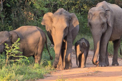 From Sigiriya: Wasgamuwa Wildlife Safari Tour
