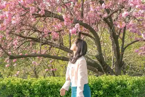 Seul: Excursão de um dia ao Rei Cerejeira em Flor ou Perseguindo a Flor da primavera