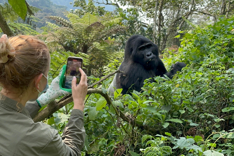 11 dagars vandring med schimpanser, gorillaspårning och djurliv