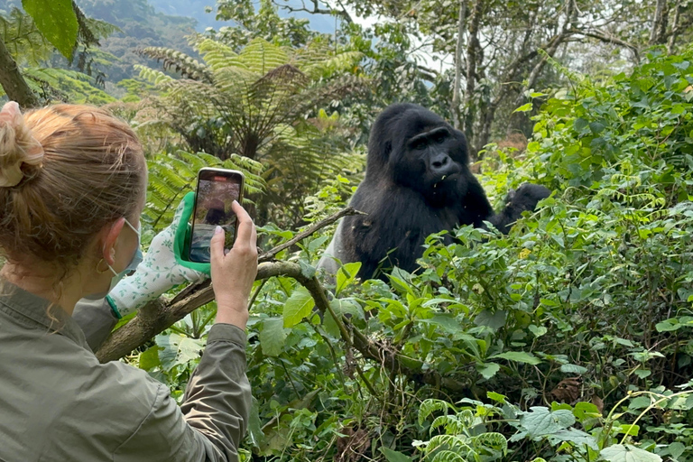 11 dagars vandring med schimpanser, gorillaspårning och djurliv