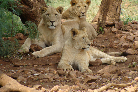 Pilanesberg: Daags safari-avontuur vanuit Johannesburg