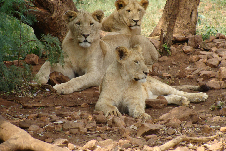 Pilanesberg: Avventura safari di un giorno intero da Johannesburg