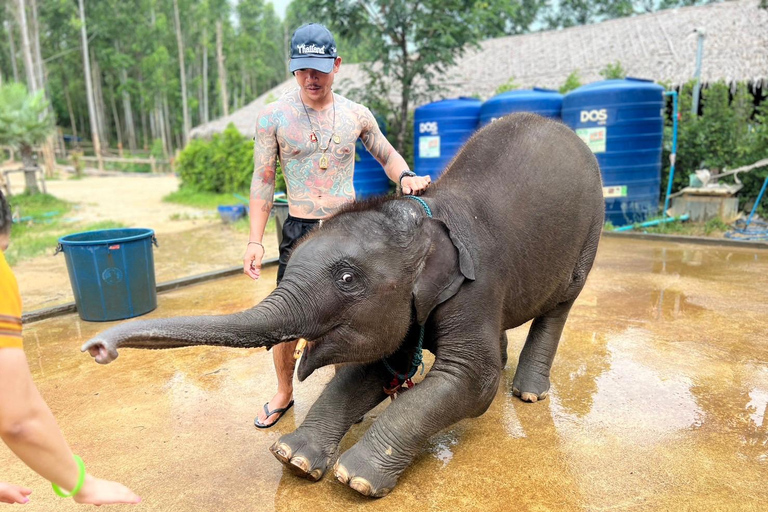 Expérience avec les éléphants avec transferts et buffet de nourriture thaïlandaise