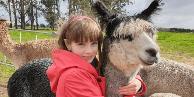 Visit Classic Alpaca Tour in New Zealand in Hamilton, New Zealand