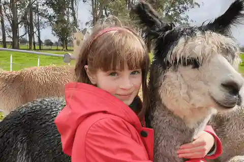 Excursión Alpaca Clásica en Nueva Zelanda