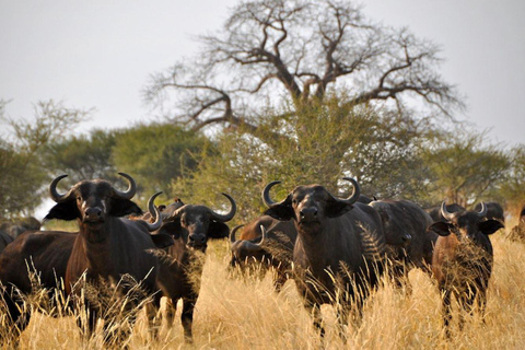 4-tägige private Krüger-Nationalpark-Safari von Johannesburg aus