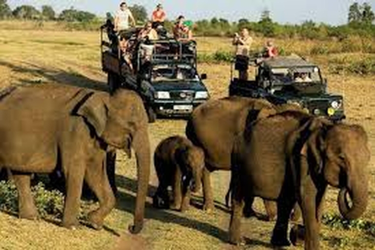 Desde Ella :- Safari por Udawalawa y excursión a casa en tránsito de elefantes