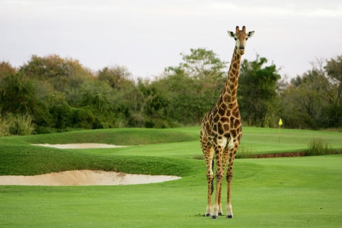 3 noce Vipingo Golf Safari & Flight TourPakiet golfowy Vipingo na 3 noce i wycieczka lotnicza