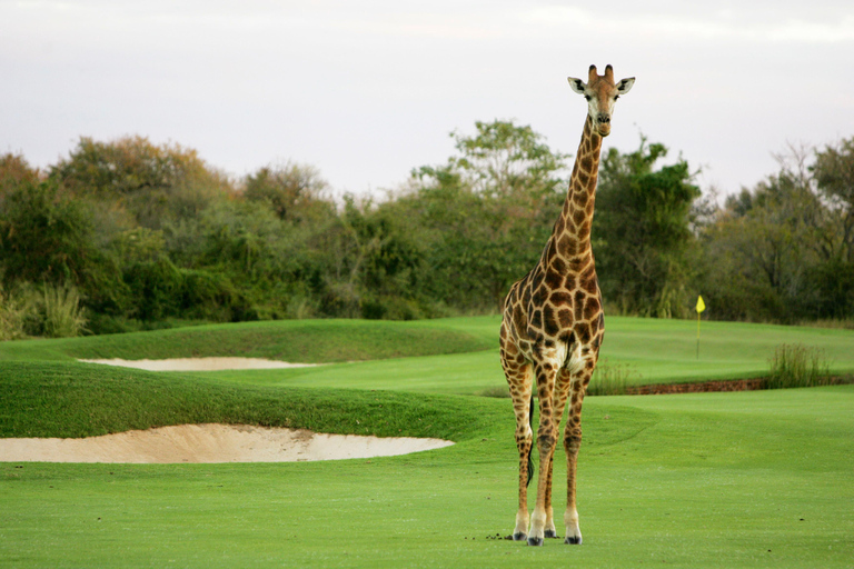 3 nachten Vipingo Golf Safari & Vlucht Tour3 nachten Vipingo Golfarrangement & Vlucht Tour