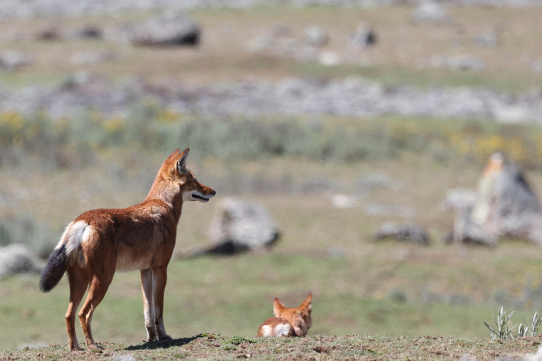 Bale Mountains National Park: Ethiopian Wolf Watching Tour