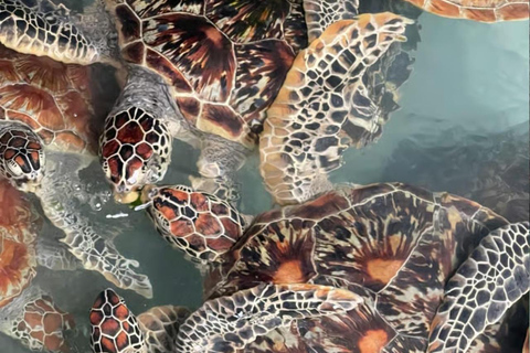 ZANZIBAR: Sea Turtles Swimming, Location Nungwi or Kizimkazi Salaam Cave Feeding & Swimming with and Sea Turtles