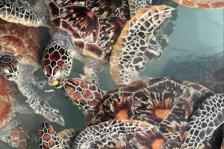 ZANZIBAR: Sea Turtles Swimming, Location Nungwi or Kizimkazi Salaam Cave Feeding & Swimming with and Sea Turtles