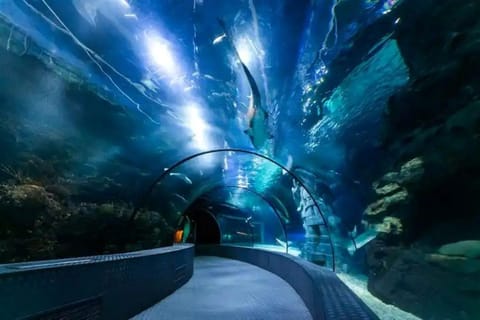 Shanghai: Changfeng Ocean World Entry Ticket