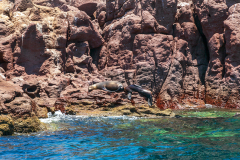 从利马出发：巴列斯塔斯群岛、瓦卡奇纳沙滩越野车和沙板滑行不返回利马