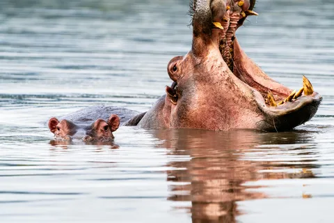 Arusha: Tarangire, Serengeti & Crater 4-Day Luxury Safari