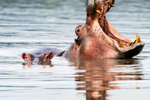 Arusha: Safari de lujo de 4 días por Tarangire, Serengeti y el Cráter