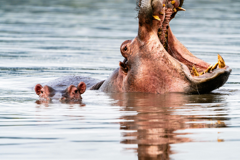 أروشا: نزهة على الأقدام في كليمنجارو وتارانجير ونجورونجورو لمدة 3 أيام