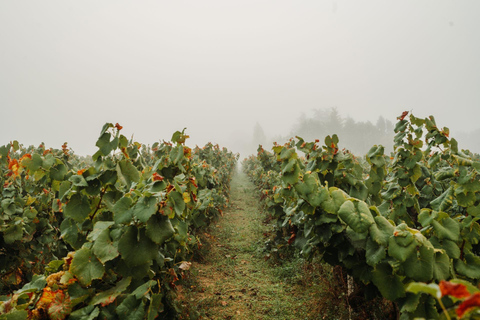 Saint-Léger-les-Vignes: a treasure hunt and wine tasting Saint-Léger-les-Vignes: Scavenger hunt and wine tasting