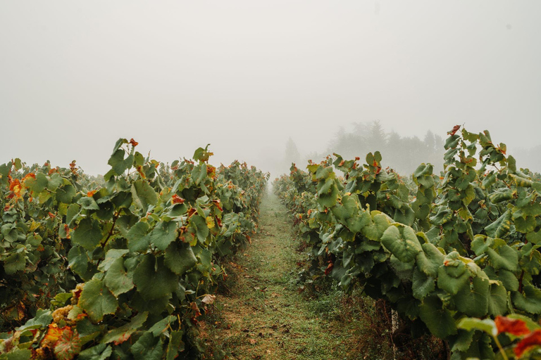 Saint-Léger-les-Vignes: a treasure hunt and wine tasting Saint-Léger-les-Vignes: Scavenger hunt and wine tasting