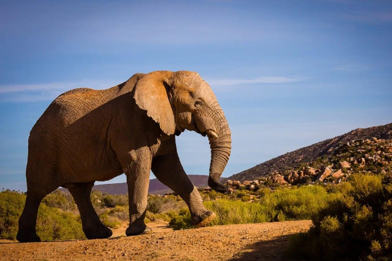 Cape Town: Cape Town Big Five Sunset Safari with Snacks