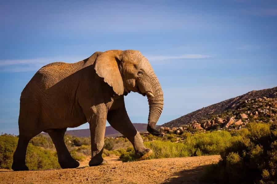 Kapstadt: Aqui Big Five Safari bei Sonnenuntergang mit Transfer und Essen. Foto: GetYourGuide