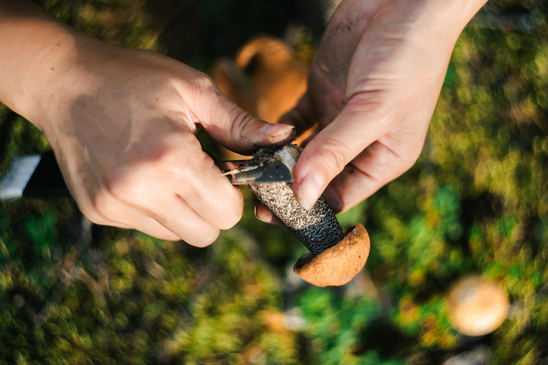 Rovaniemi: Arctic Wild Berry & Mushroom Foraging and Tasting