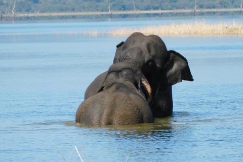 Yala & Bundala Both National Parks: One Day Safari Tour Pick up & Drop off: Yala/Tissa/Kataragama/Kirinda/Weerawila