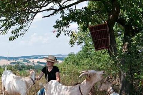Goat hike near Dresden Goat hike near Dresden for 6-10 people (90 MINUTES)