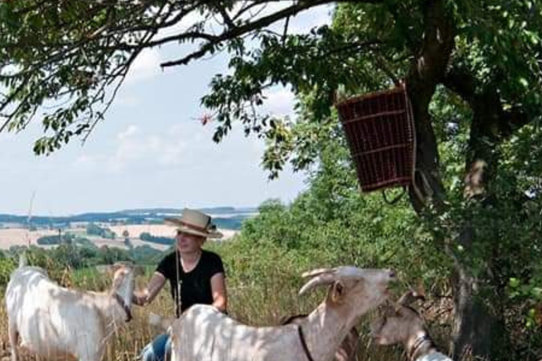 Goat hike near Dresden Goat hike near Dresden for 6-10 people (90 MINUTES)