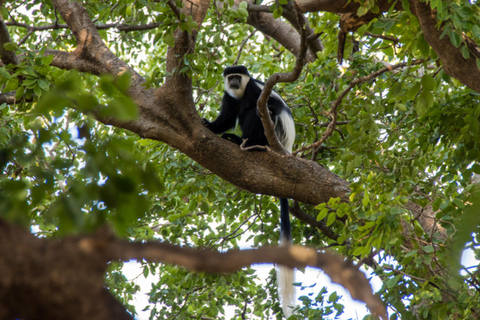 Menagesha Forest Hike With Village Experience
