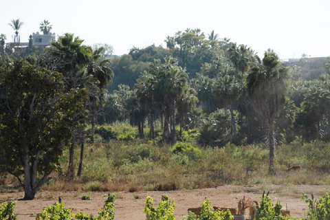 From La Playa: Vineyard Tour w/ Tasting & Todos Santos Stop