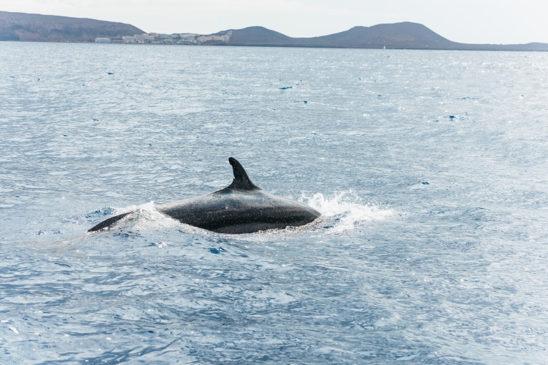 Depuis Los Cristianos : observation de baleines et baignade