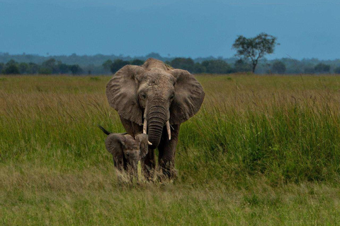 From Zanzibar: Mikumi Safari Day Trip with Flights and Lunch Mikumi Shared Safari without hotel transfer